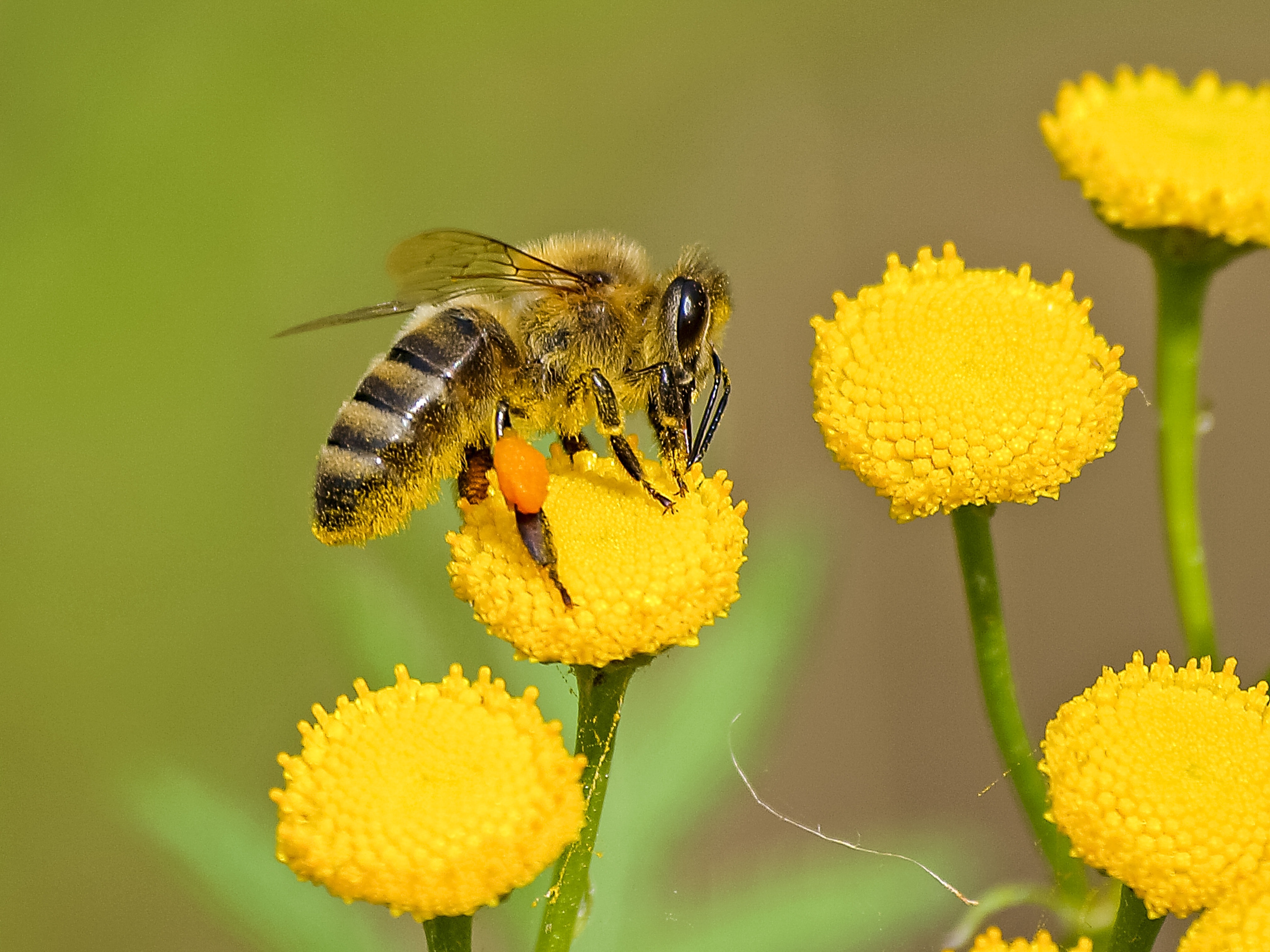 bees, save the bees. 